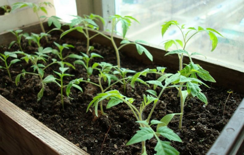 Rosnące sadzonki pomidorów