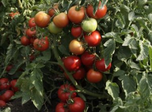 Grădină de vară pentru tomate