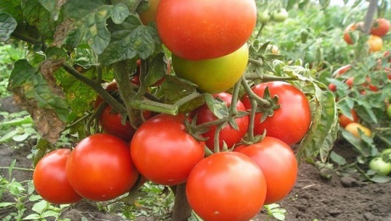 Grădină de vară pentru tomate