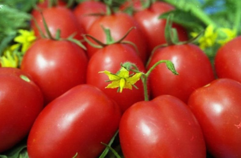 Pomidor Marusya