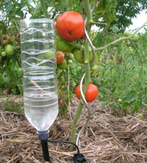Bir şişe kullanarak domateslerin damla sulama