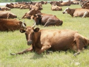 Сточарство говеда је такође могуће уз зелену сточну храну