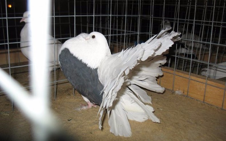 Пеацоцк-голуб