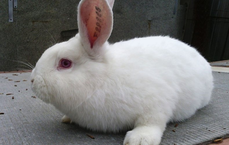 Biały nowozelandzki królik