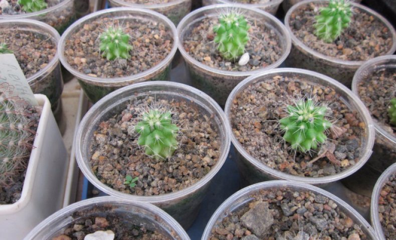 kaktusy z nasion
