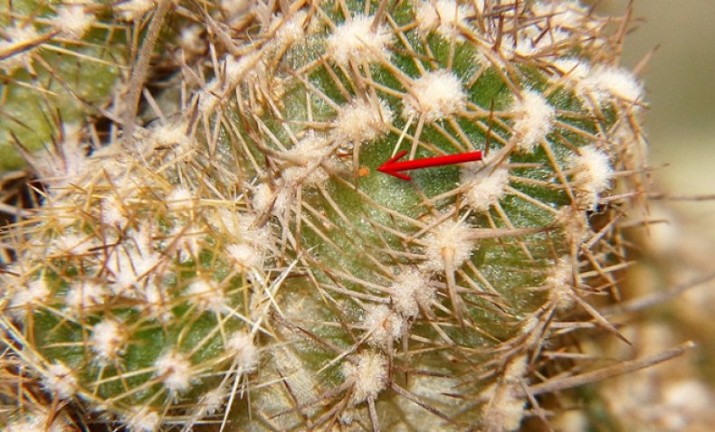 Czerwony pająk lądzieniec na kaktusie