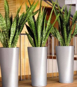 rośliny biurowe