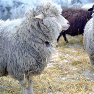 Ospa u owiec i kóz