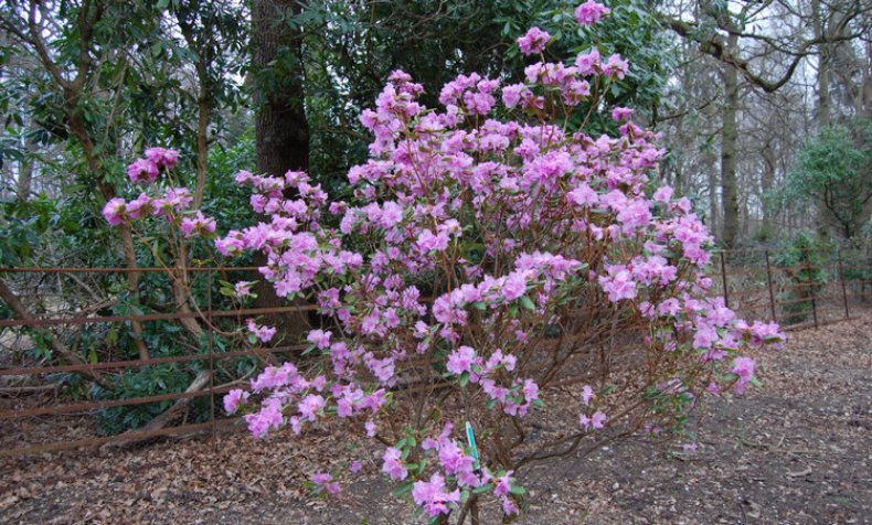 Bush Dahurian rododendron