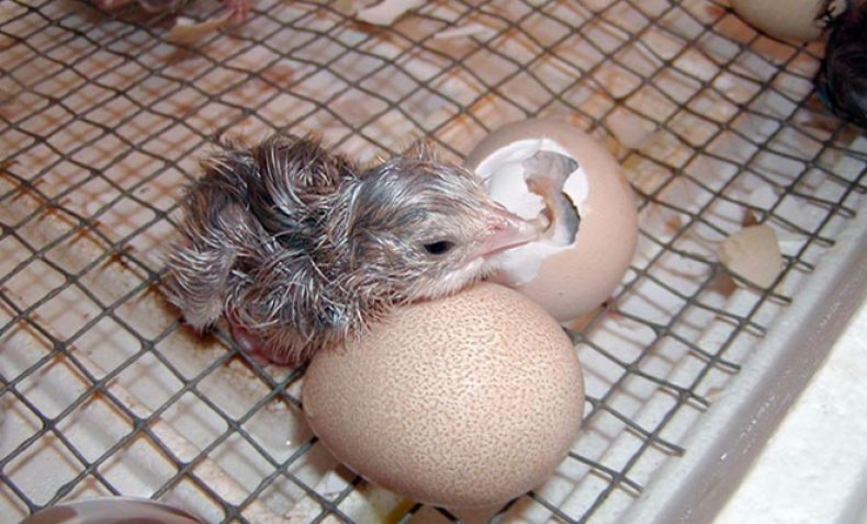 инкубација јаја гинекиња