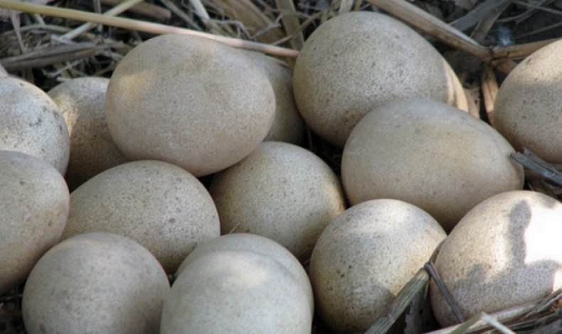 јаја гвинејске птице