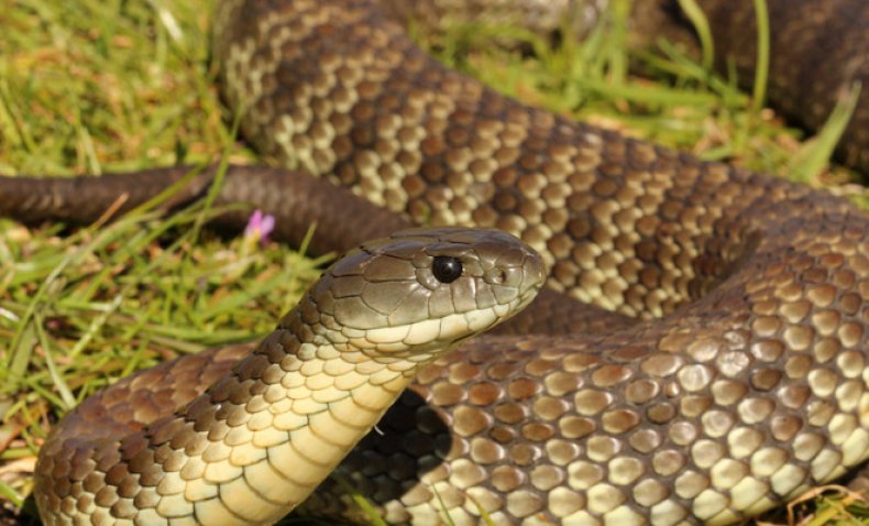 Bir yazlık siteden yılanlar nasıl çekilir