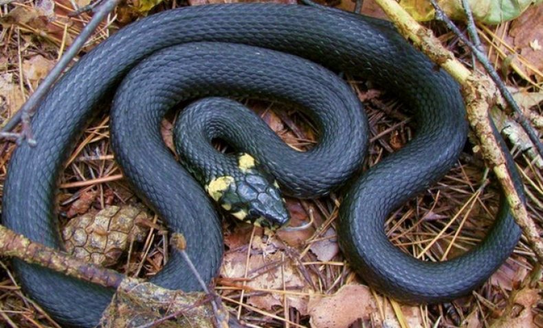 Bir yazlık siteden yılanlar nasıl çekilir