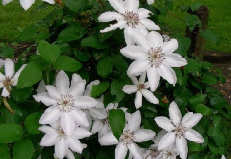 Clematis Woolly