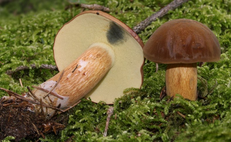Пољски печурки