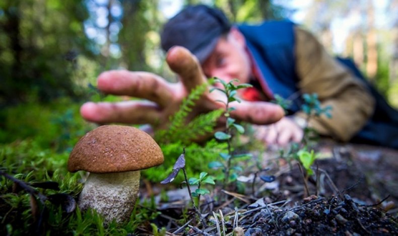 Правила за сакупљање печурака