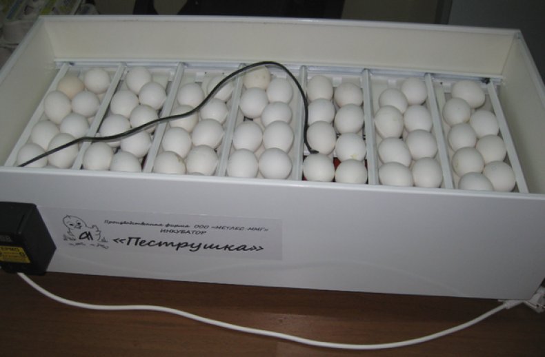 Yumurtaların inkübasyonu