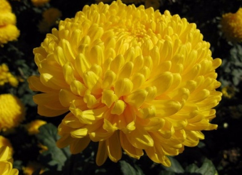 Chrysanthemum Rivardi