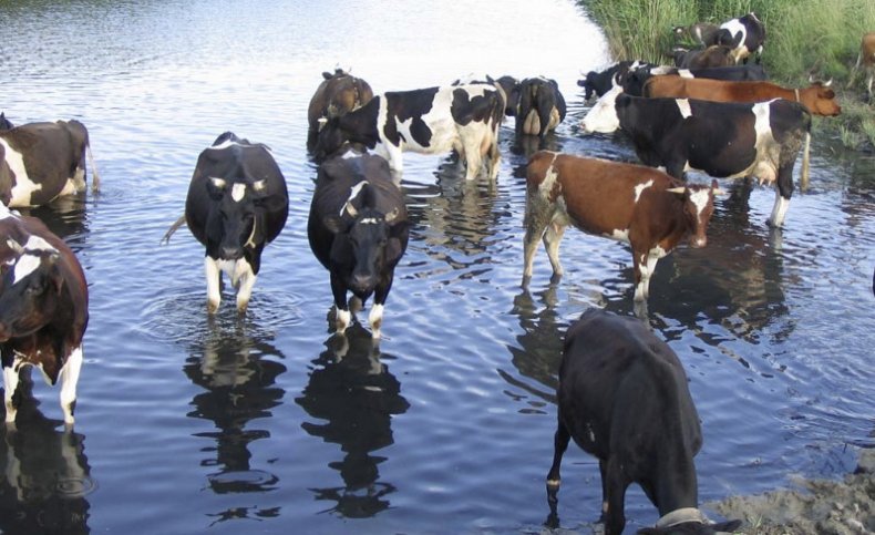 Kravy na mieste zavlažovania