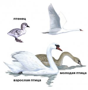 Swans: etape de creștere
