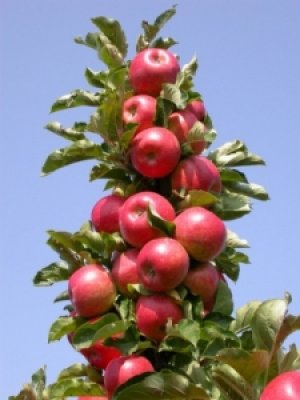 Koloidalne odmiany jabłoni