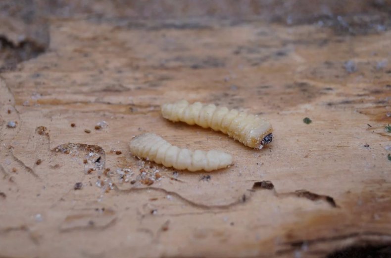 Larwy larw chrząszcza