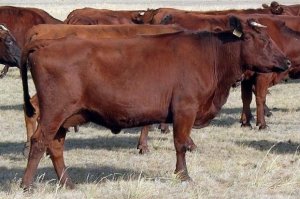 Црвена степенаста врста крава