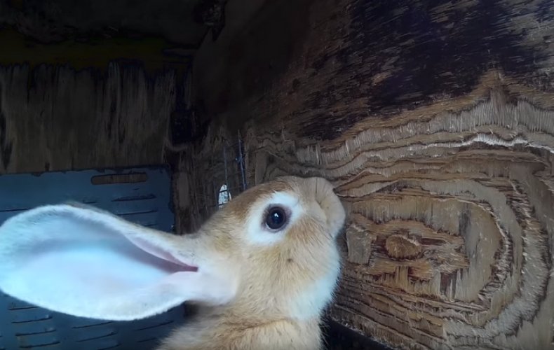 Bir kafes kemiren tavşan