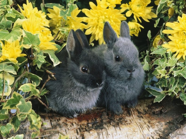 Tavşanlar
