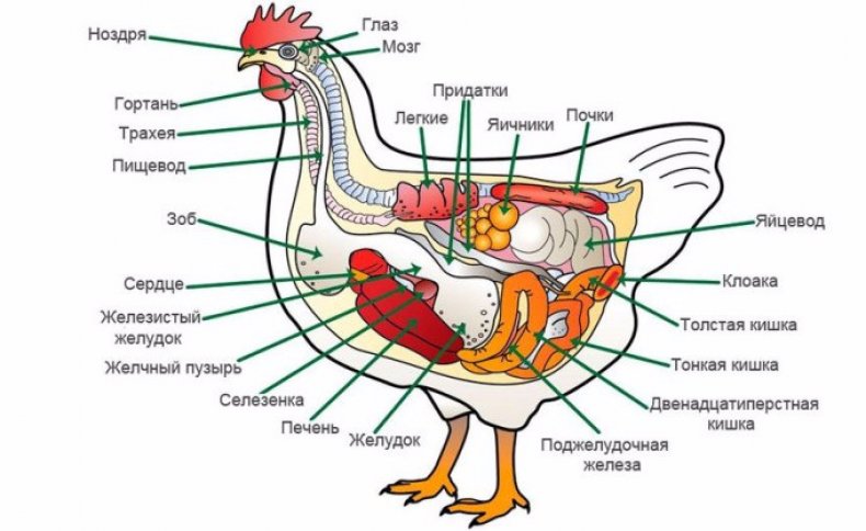 Tavuk anatomisi