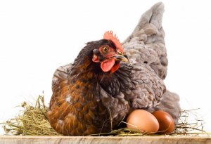 Tavuk yumurta taşır