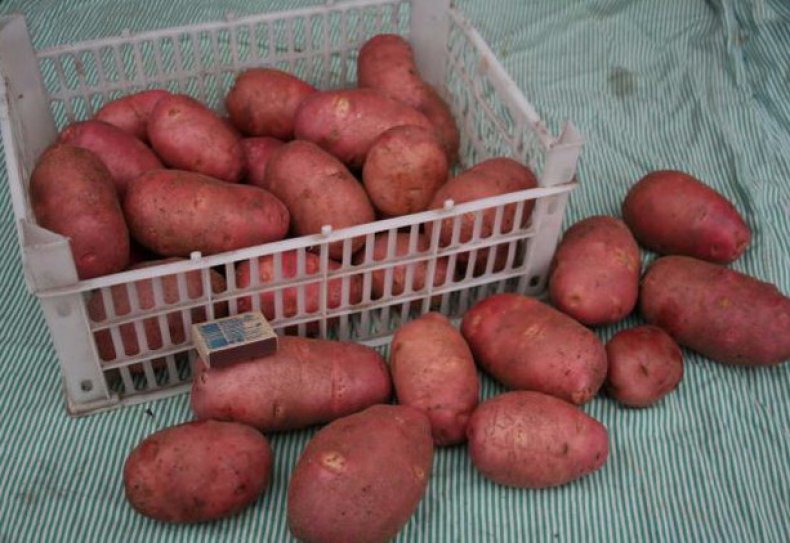 Rozmanitosť zemiakov Alena