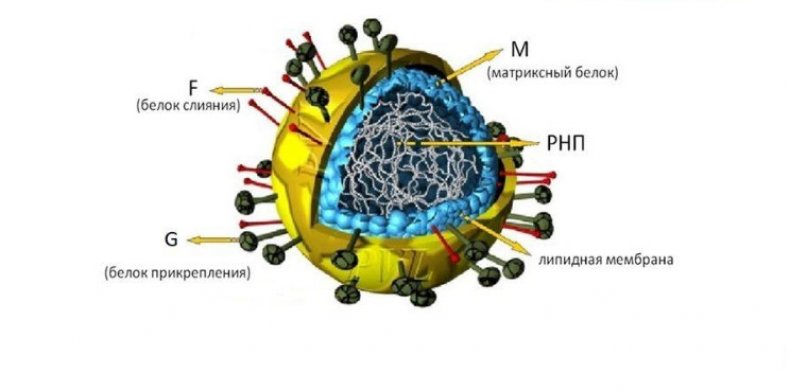 Metapneumovirus