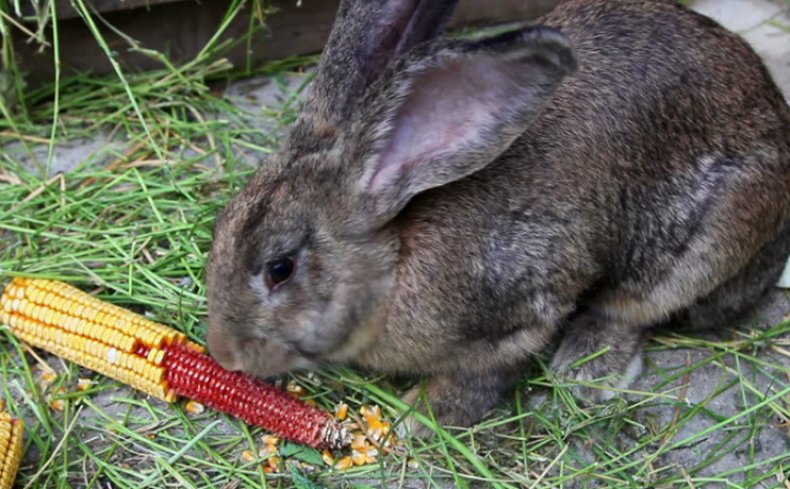กระต่ายกิน corn-kukuzu