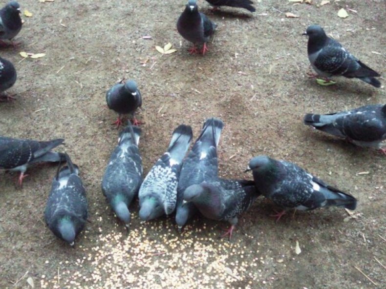 Güvercin besleme