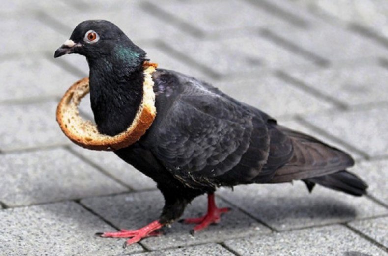 Alimentarea porumbeilor