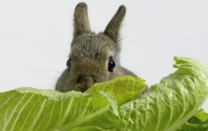 Zelná pre králiky