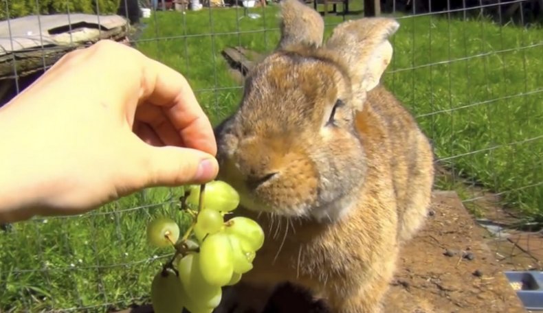 Tavşan üzüm meyveleri yiyor
