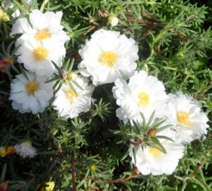 Portulac Beyaz çiçekli