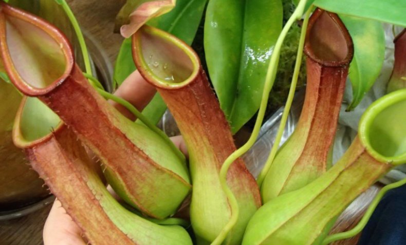 Nepenthes evde