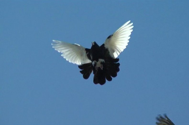 Mykolaivsky güvercin