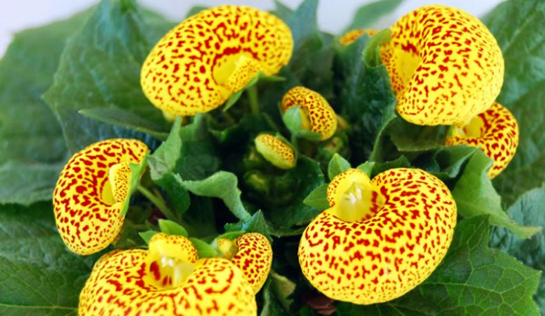 Calceolaria.