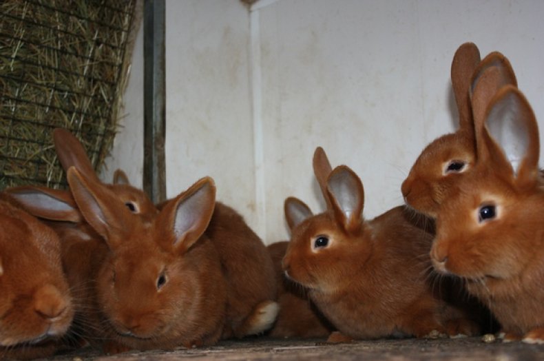 Hodowane króliki