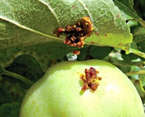 Elma ağacı sawfly