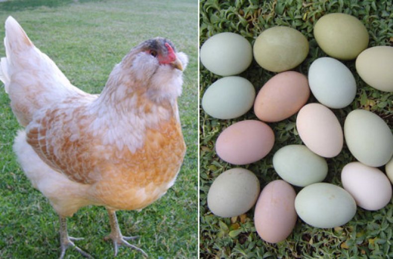 Ameraucan cinsi tavukların yumurtaları