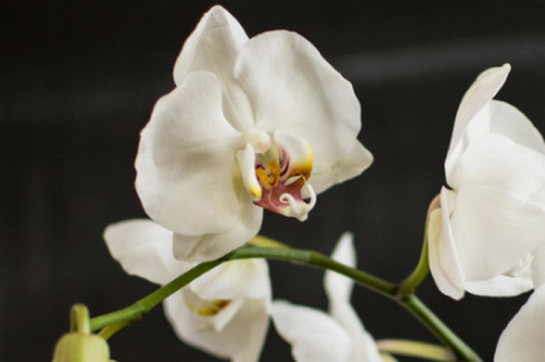 Orchid White 