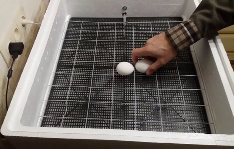 Marcați ouăle