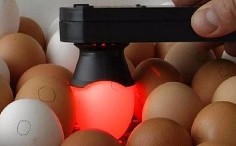 Verificarea ouălor pe un ovoscop