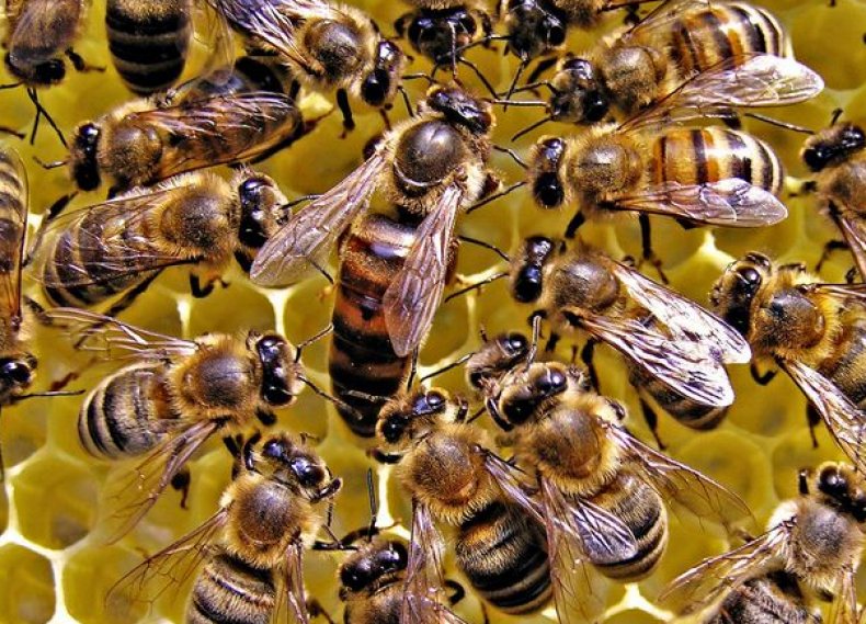 Maternica s pracovnými včelami