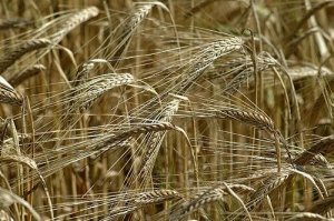 Arpa en eski tahıl